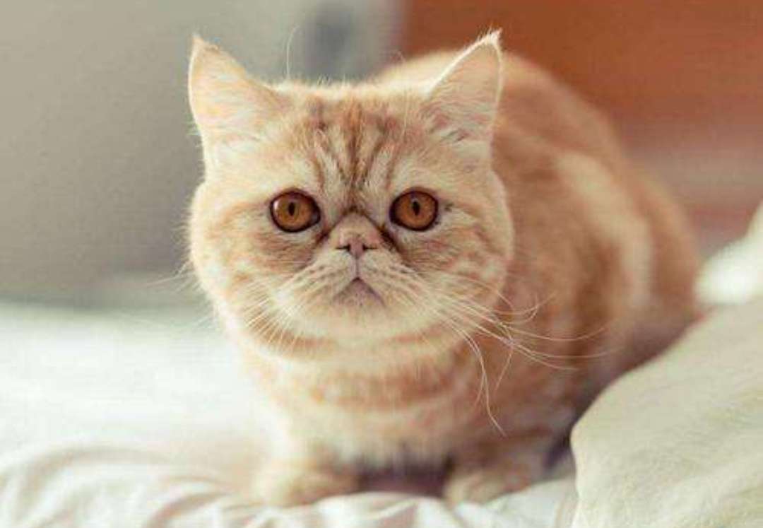 铲屎官通过监控看自家宠物,铲屎官查看猫咪视频