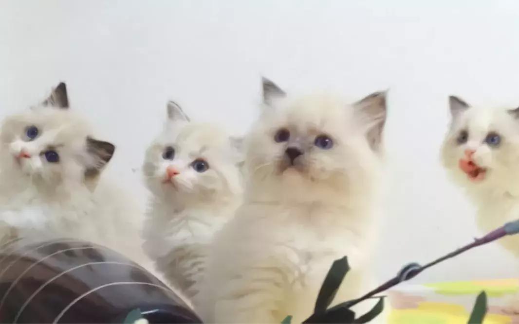 福懋动物医院管理,福懋动物医学