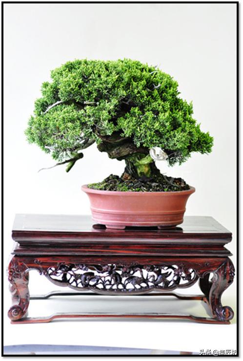 “选芽与摘芽”盆景树形稳定一半都靠它，盆景耐心与细心的试练