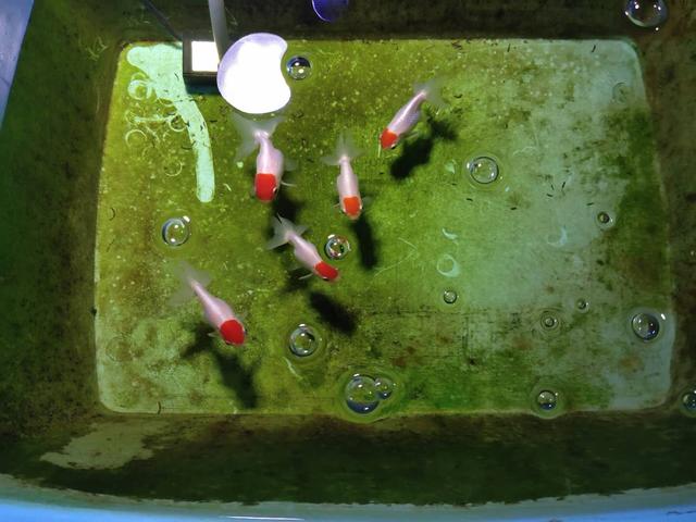 中大型观赏鱼哪几种好看又好养,观赏鱼的三大品系有什么