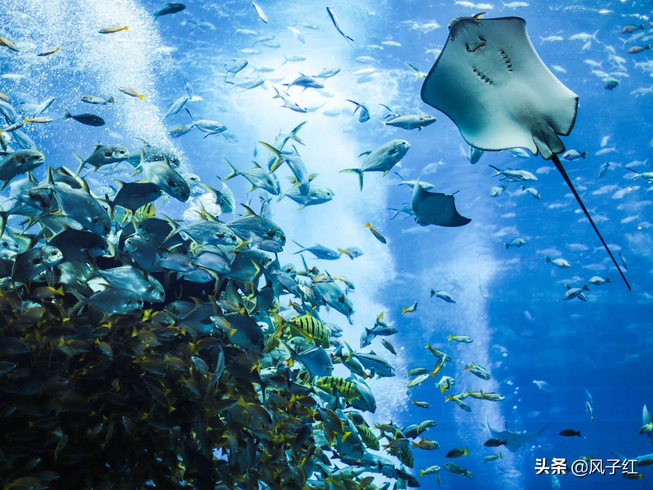 中国亚特兰蒂斯水族,海洋生物亚特兰蒂斯