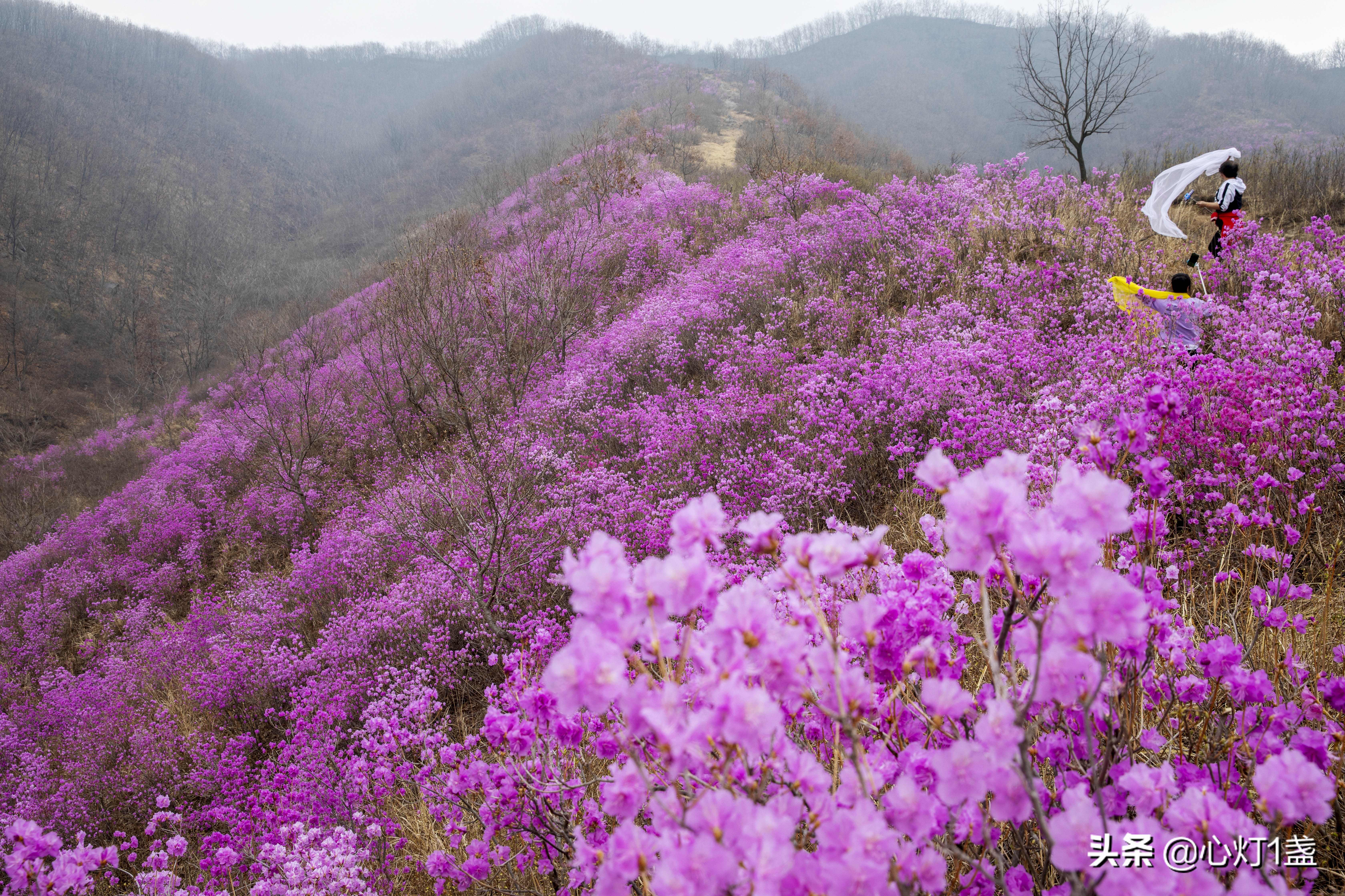 岫岩映山红什么季节开,岫岩映山红花期开多久