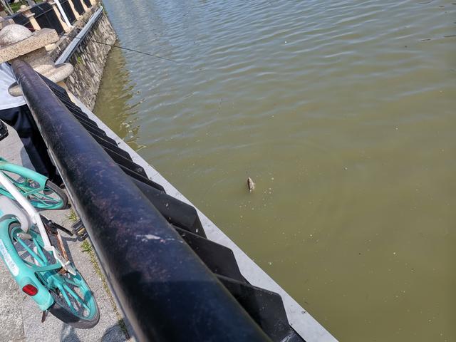 冬天筏竿钓土鲮,筏竿钓大土鲮