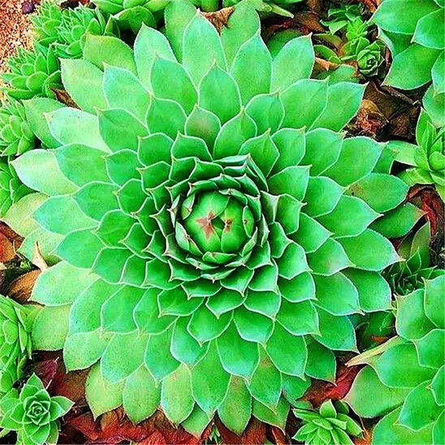 观音莲怎么服盆快生长快,观音莲怎么上色最好看