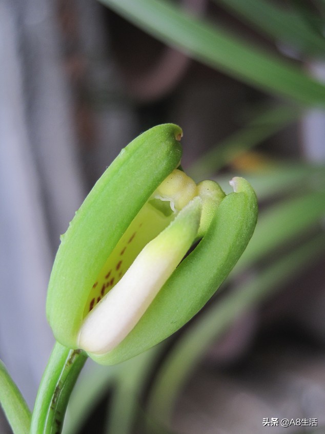 每日一品,蕙兰潘绿梅和庆华区别