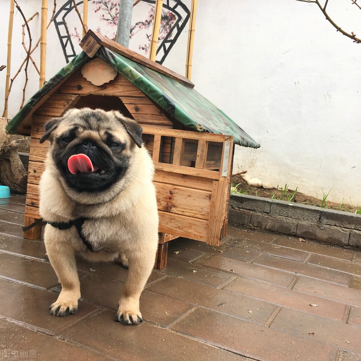 巴哥犬好养吗养巴哥犬的注意事项,八哥犬和巴哥犬有什么区别呢