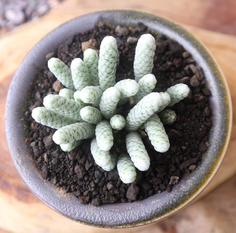 多肉银蚕值钱吗,多肉植物银蚕类品种介绍