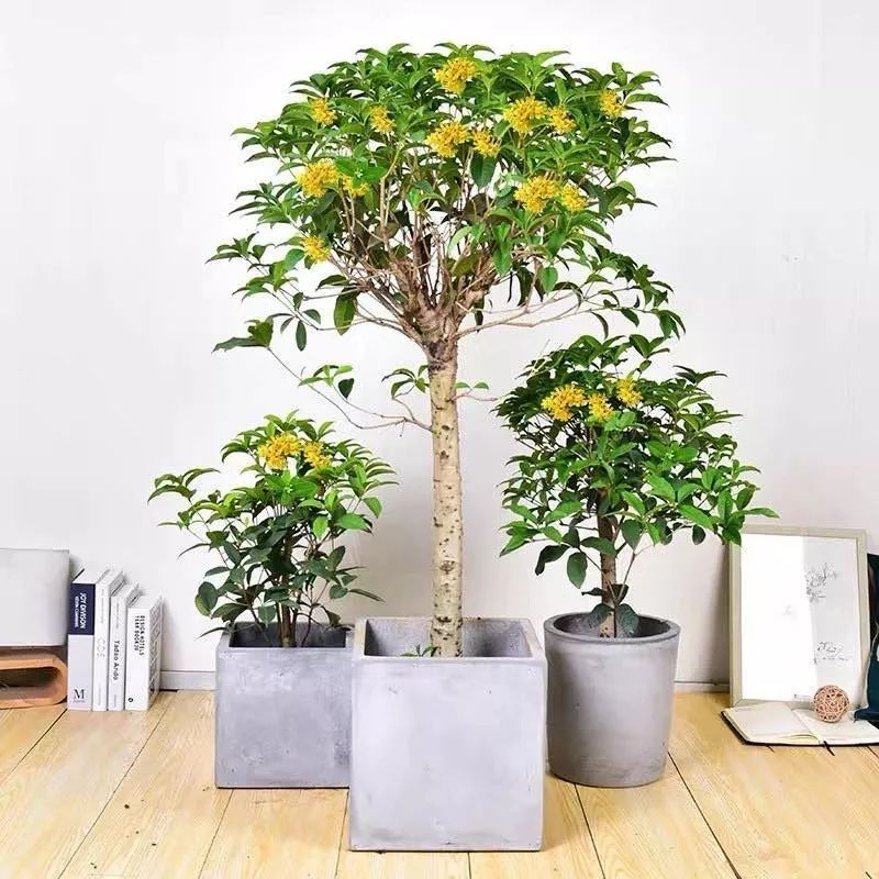 这六种花寓意吉祥好养易活,公认最吉利的4种花