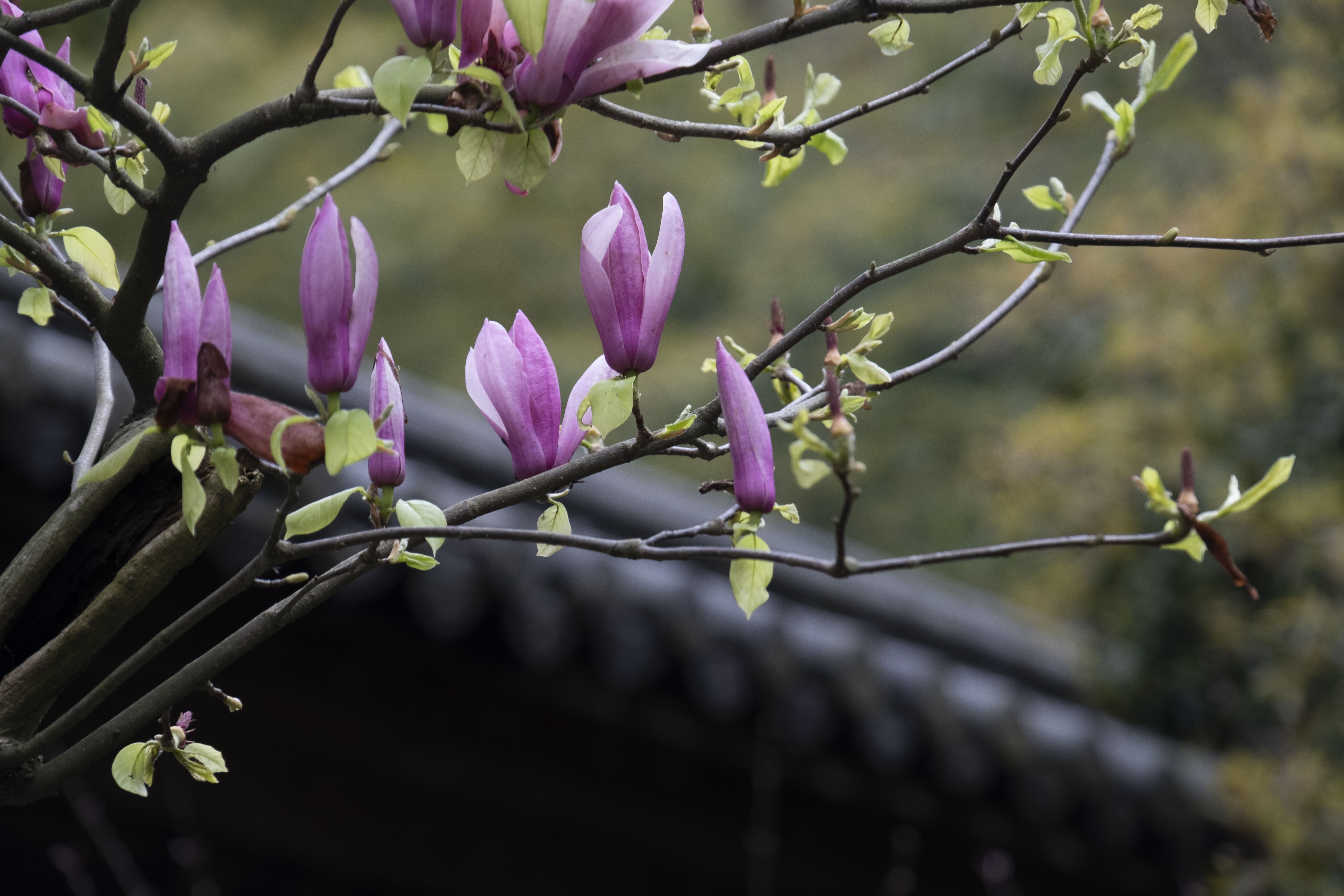 西湖龙井春茶季,龙井茶西湖明前春茶