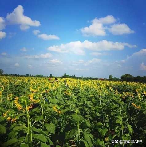 柬埔寨波贝不止有“菠菜”，还有美女和花海