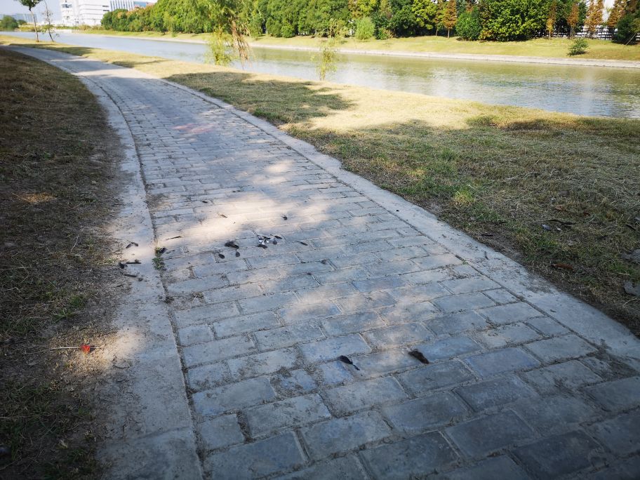 市民捡到野生鸟怎么处理,捡到野生动物怎么办