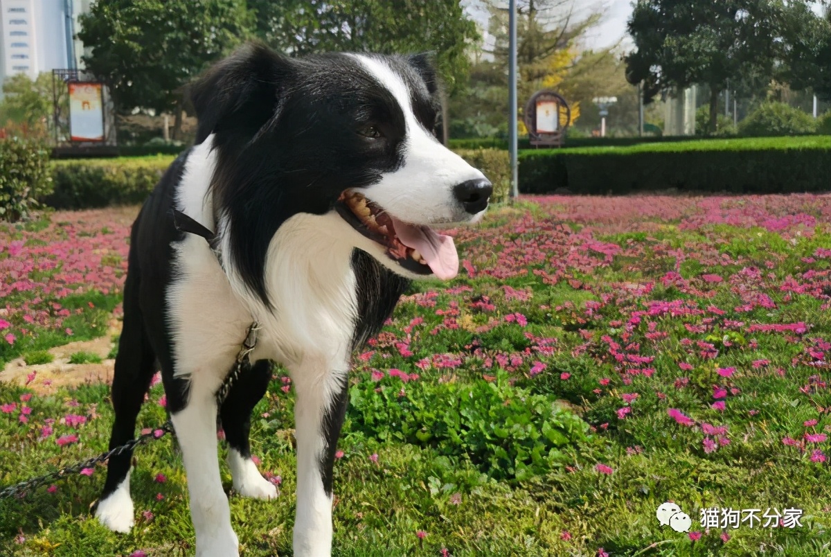 狗狗划伤了怎么处理伤口,狗狗脚掌被玻璃划伤怎么办