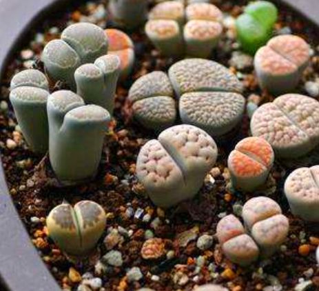 怎么能养好生石花,生石花怎么养才能长得快又好