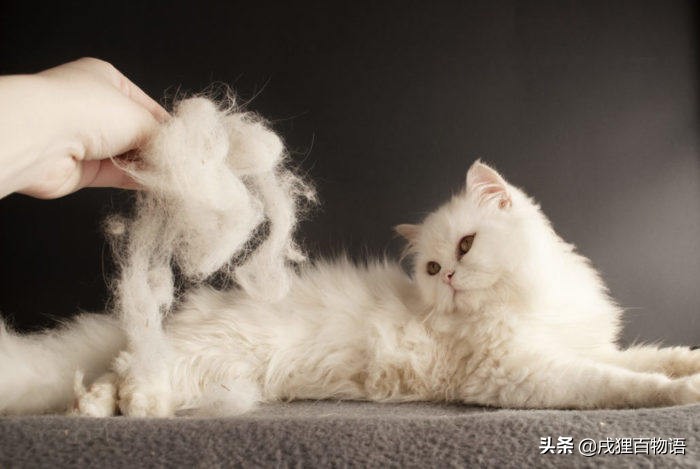 猫咪掉毛的原因有哪些,猫咪脱毛一坨一坨的掉是怎么回事