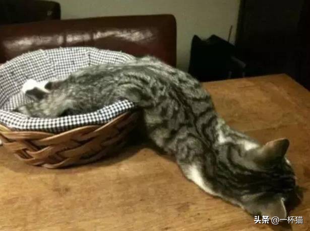 一根猫、一滩猫、一架猫，喵星人逆天姿势大全