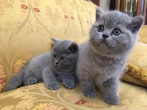 英国短毛猫小可爱,英国短毛猫可爱视频