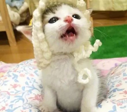 胆小的小奶猫是什么样的,胆小的小奶猫