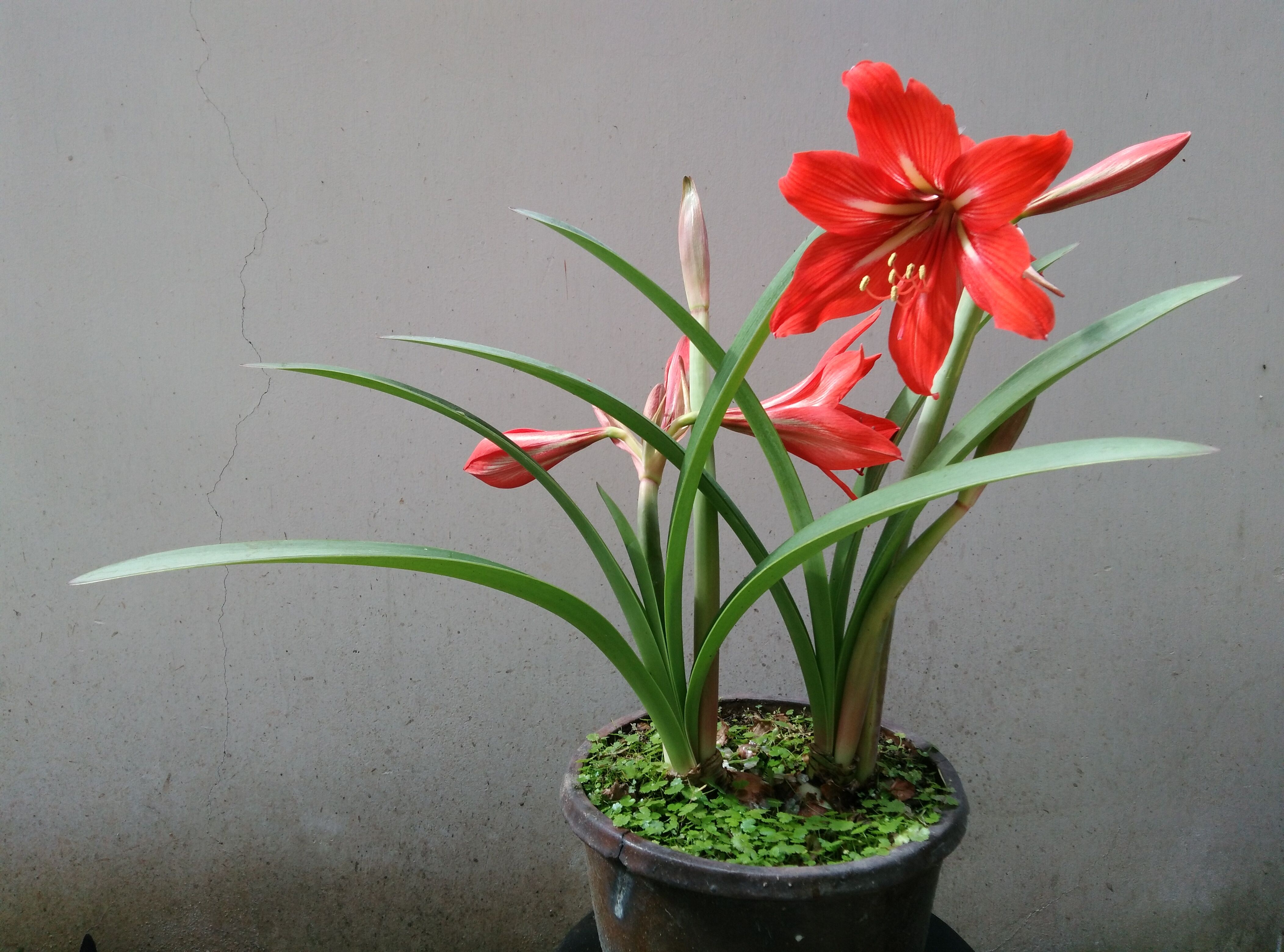 植物世界丨40款人见人爱的爆火花卉居然都是入侵植物，丢弃要犯罪