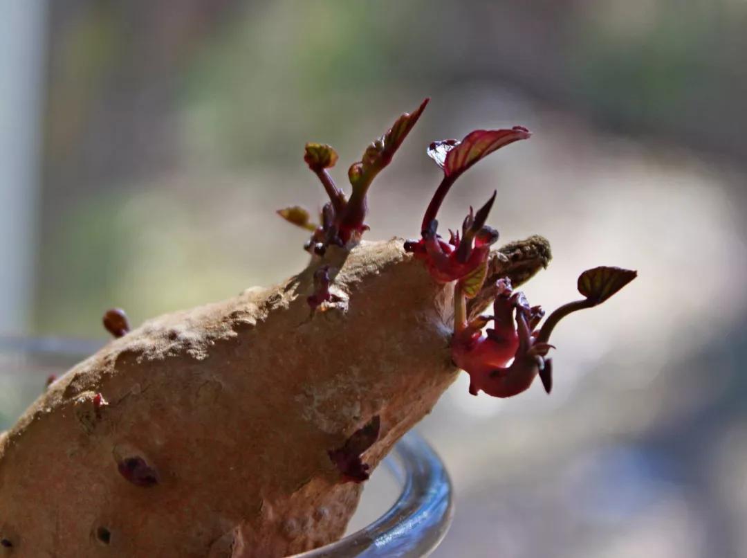有的人吃了无数个烤地瓜，却不知道没有蕃薯的中国有多难