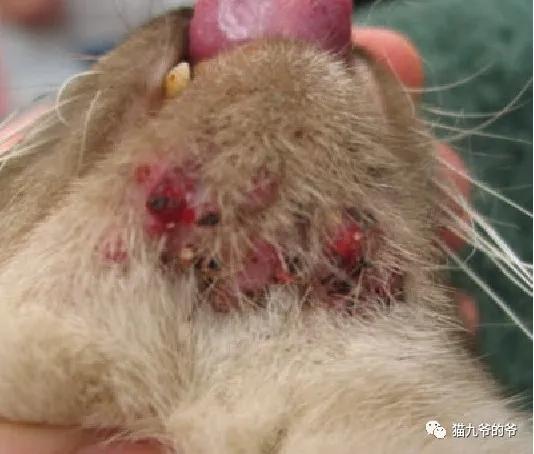 猫九爷：犬猫皮肤病的类型概述