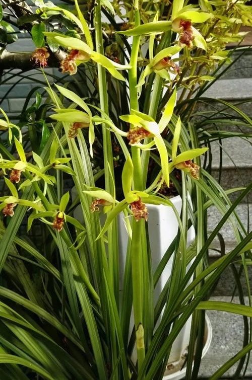 室内光照差反而长得旺的7种花,南方没有光照的阳台种什么植物好