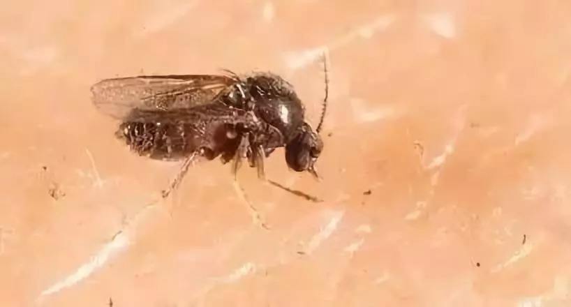 热带小黑虫怎么预防叮咬,弥勒小黑虫叮了起水泡