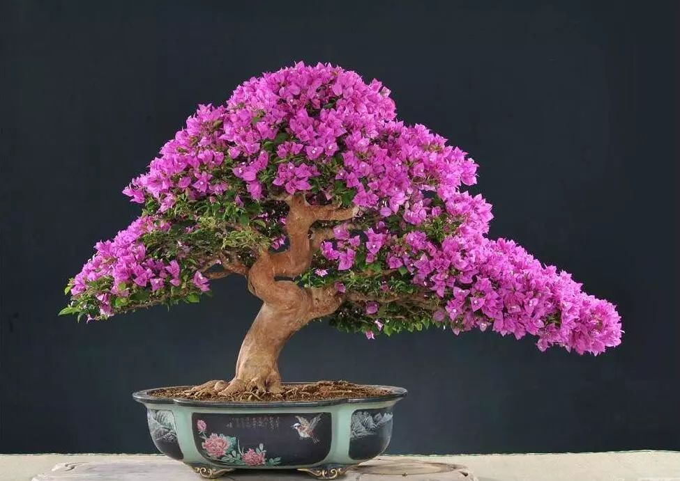 100种常见观叶植物图鉴史上最全,农村常见的100种植物