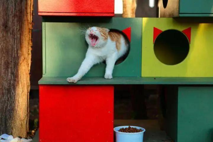 去土耳其当猫好吗,在土耳其做一只幸福的猫