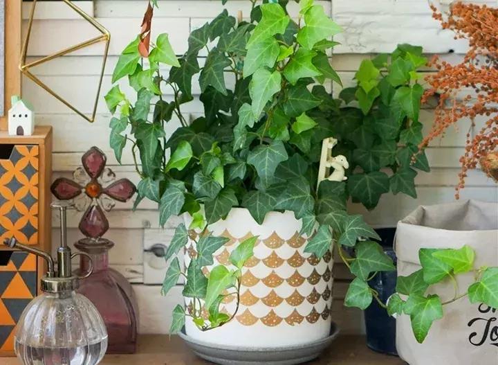 绿萝十大净化空气植物,好养适合新手净化空气的植物