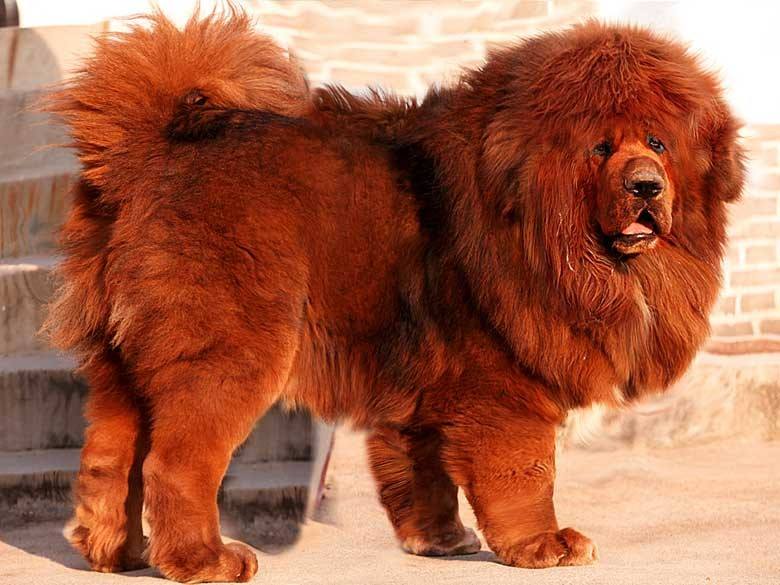 100种最难得一见的狗,10种最不常见的狗