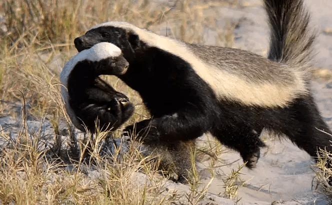 蜜獾被各种天敌捕杀，却没有一种天敌能影响蜜獾的数量，原因在哪