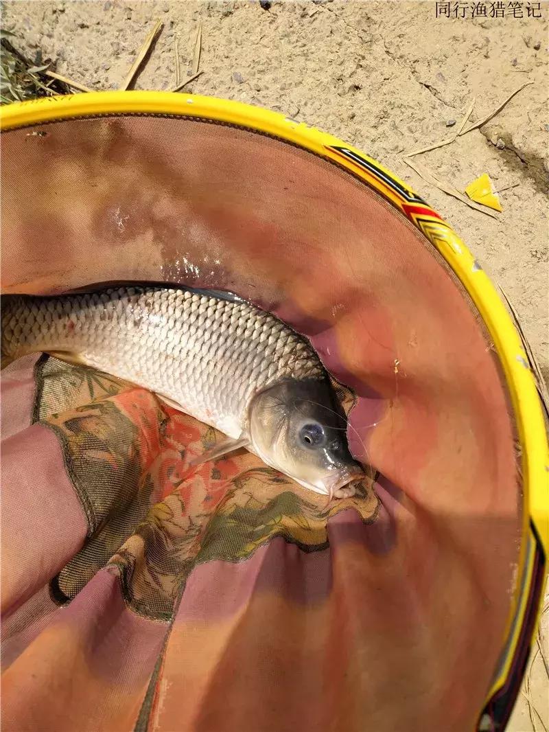 钓鱼日记第19天,钓鱼游钓日记100篇