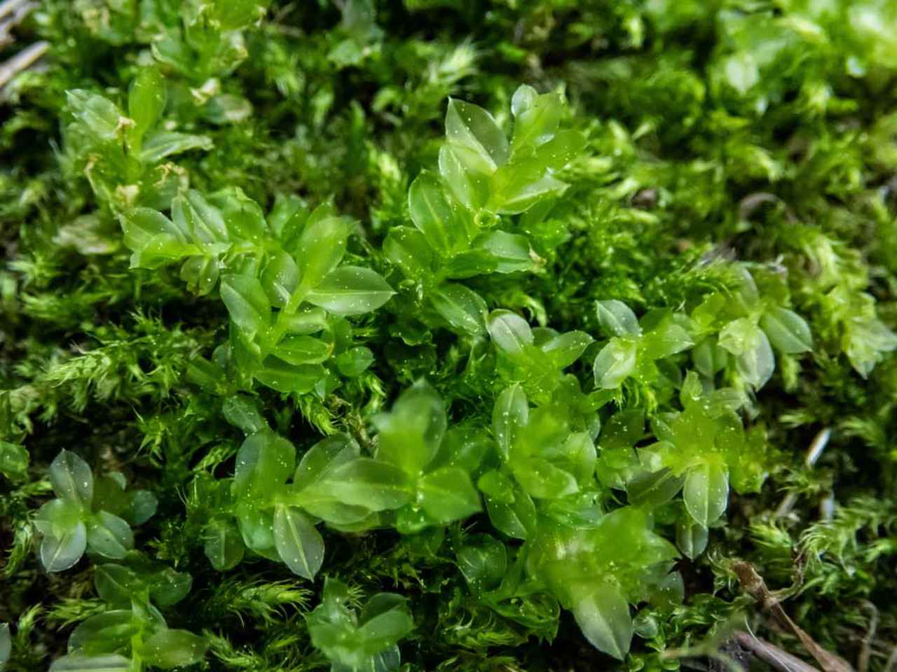 生活中苔藓,苔藓的一生经历了几个阶段