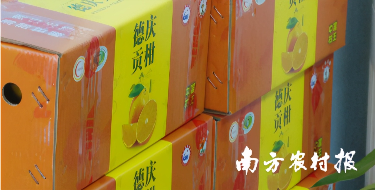 德庆贡柑之乡,德庆贡柑高端礼盒