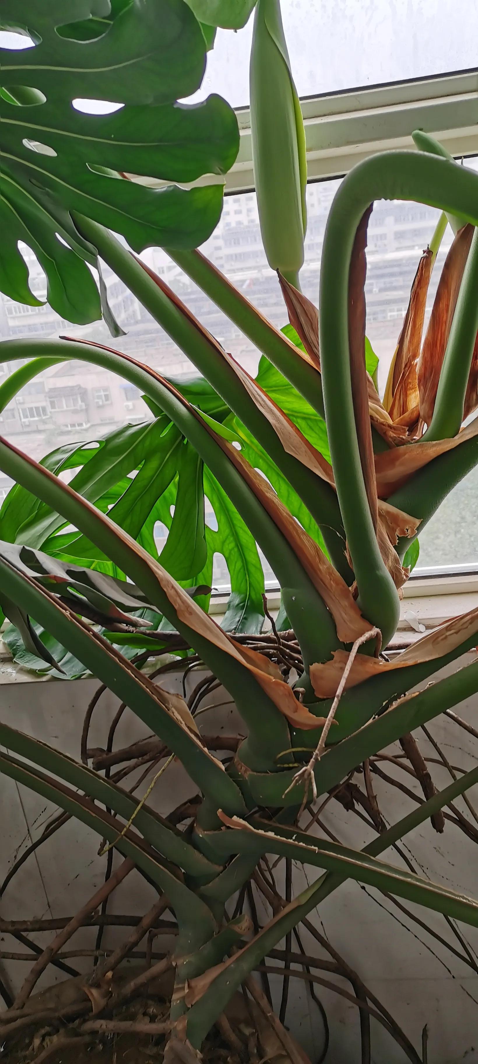 龟背竹开花养殖方法,龟背竹开花图片欣赏