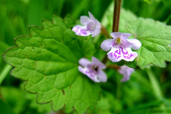 活血丹用什么土栽培,活血丹怎么种植