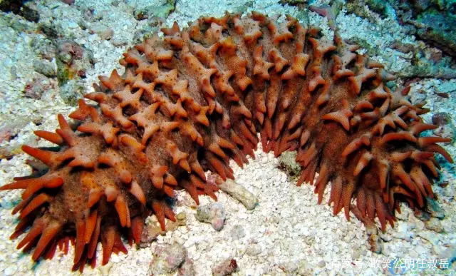 山东威海的特产海参,海参被称为什么之王