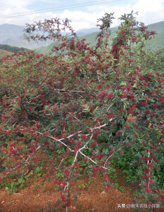 怎样种植花椒成活率高,花椒树怎样种植最好