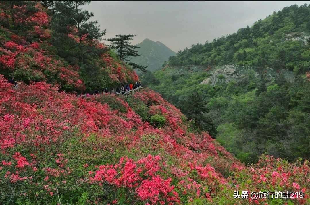 武汉环境好的区域,武汉环境最好是哪个区