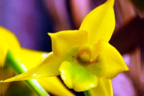 大自然石斛花,哪种石斛花好看又好吃