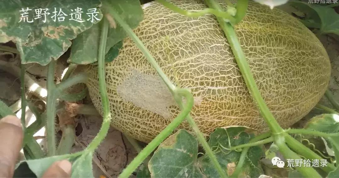 四川适合种植哈密瓜甜瓜品种,甜瓜种植技术新疆哈密瓜