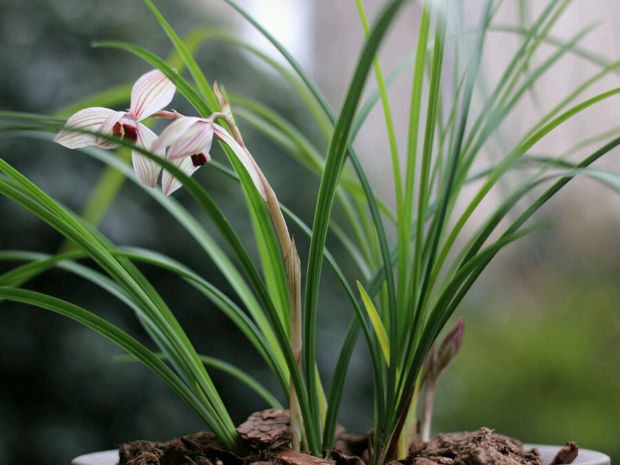 心心相印兰花叶子有什么特点,心心相印兰花怎么养才能旺盛
