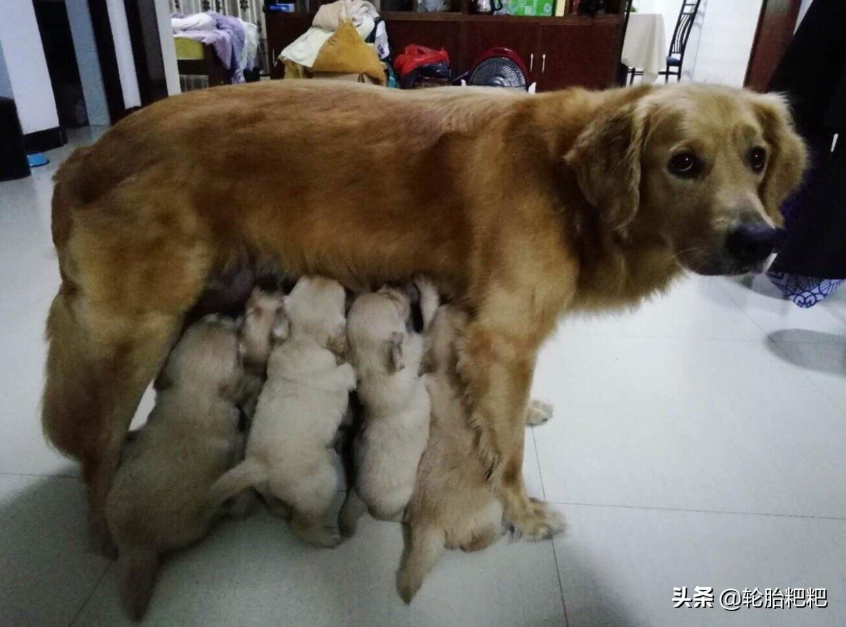 金毛生下一窝狮王,金毛一夜生下12只小崽