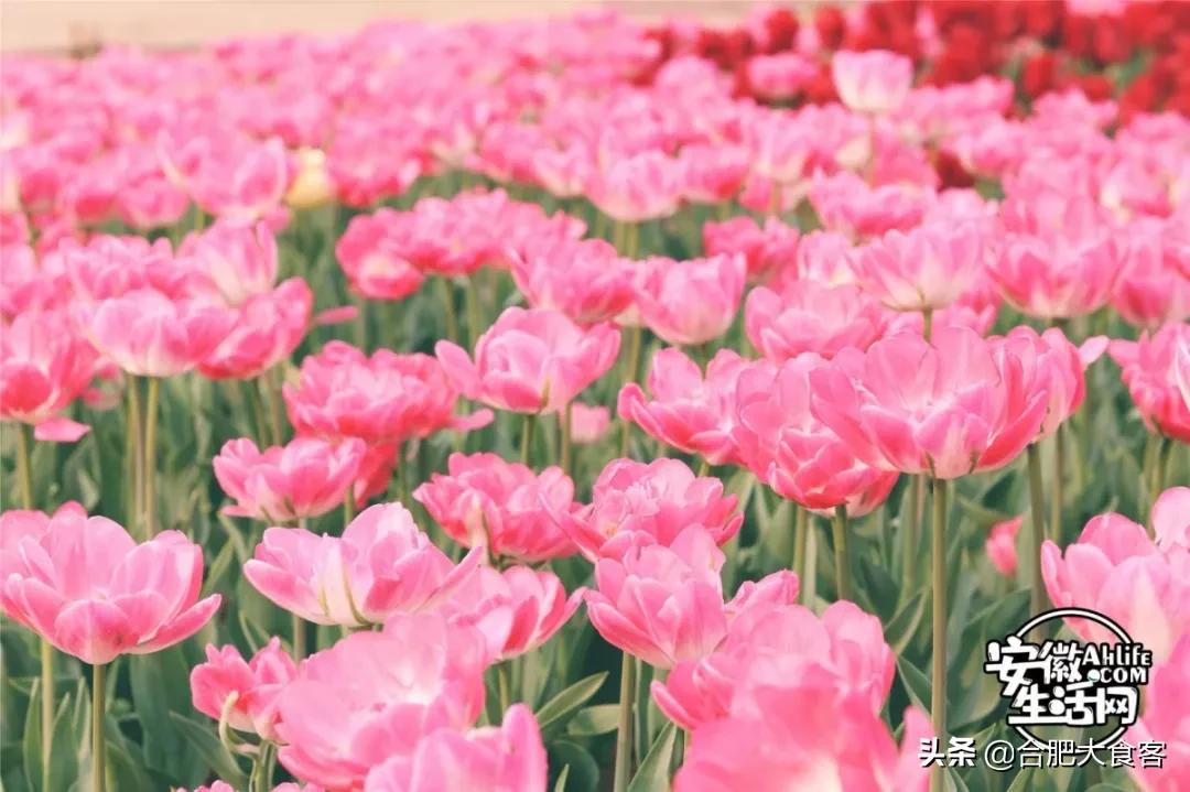 2020年，在这50个地方遇见不一样的合肥