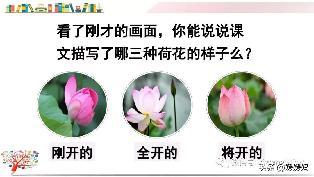 三年级下册荷花ppt课件部编版,三年级下册语文第三课荷花小练笔