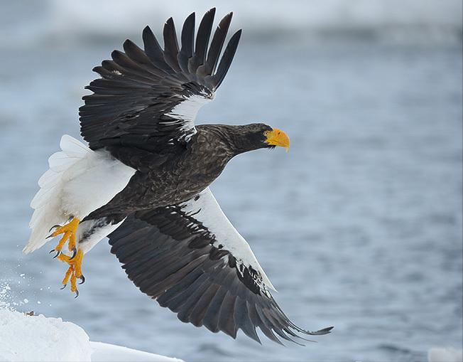 东江揽胜,惠州淡水常见鸟类图谱