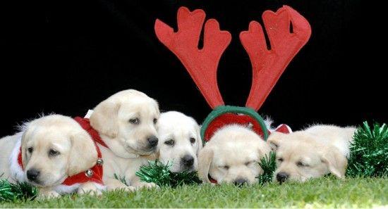 想让狗狗健康不能吃什么,狗狗到底吃些什么才能健康