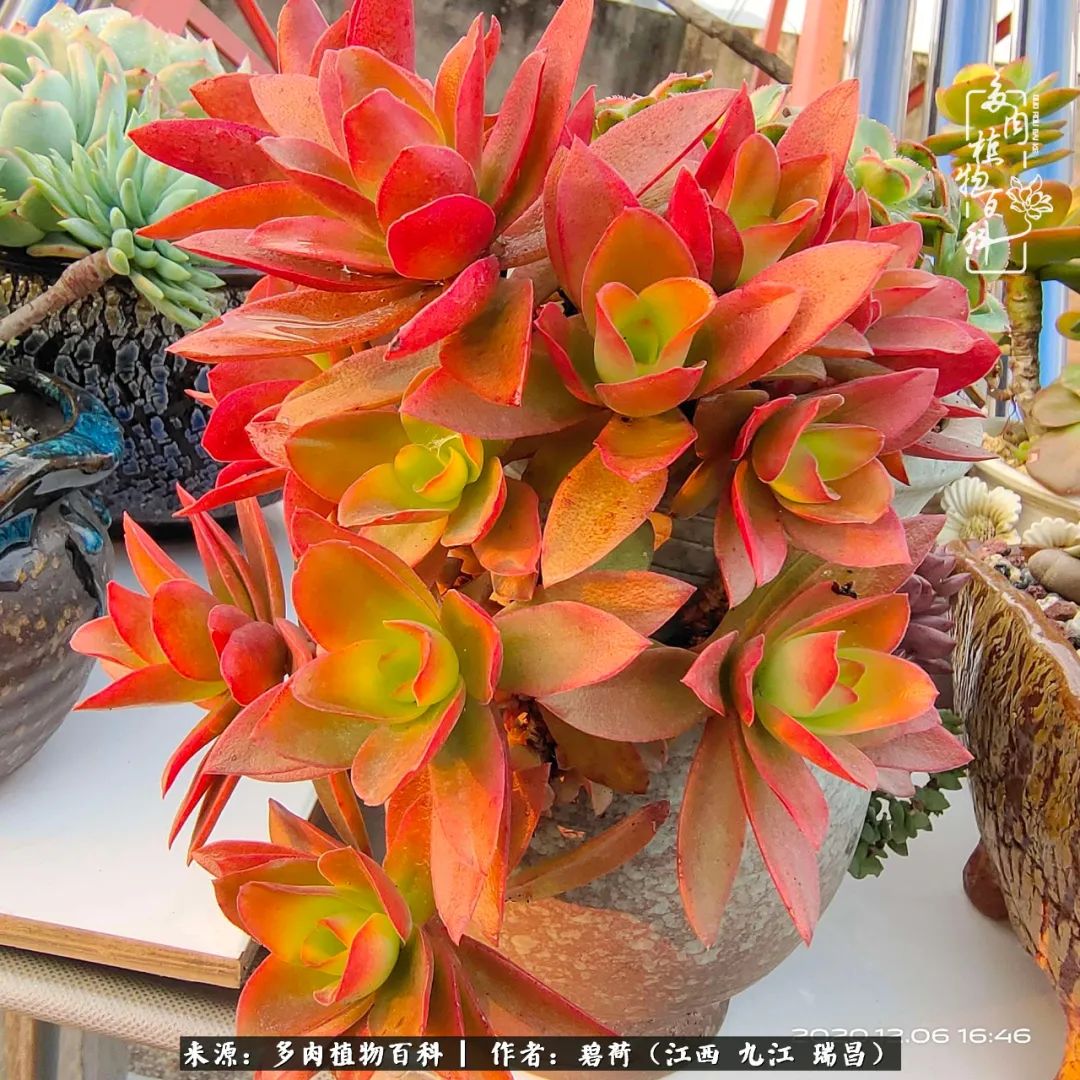 养了五年的多肉看到岁月的痕迹,经过一年春夏秋冬的轮回