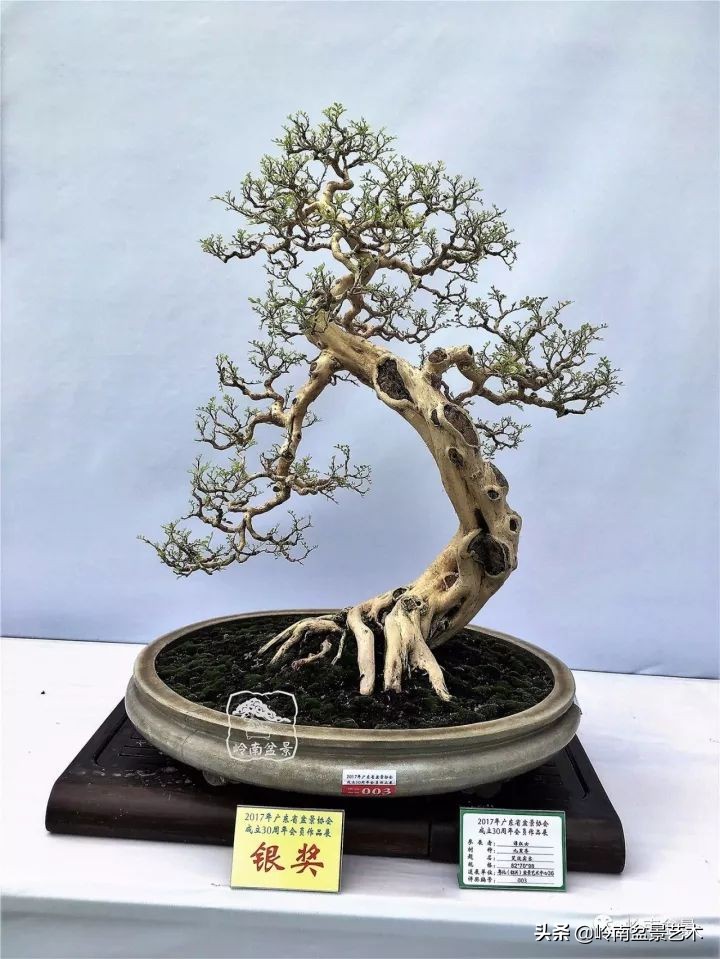 骞哥涔呬箙鐢滅敎铚滆湝,骞哥涔呬箙