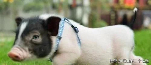 十大最省心又好养的宠物排行,公认十大好养又便宜的宠物